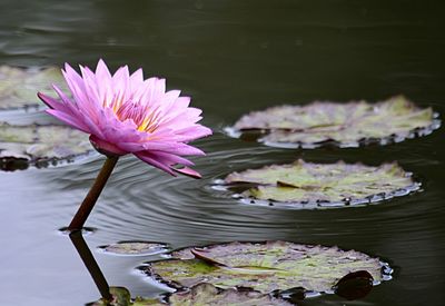 Lotus water lily in lake