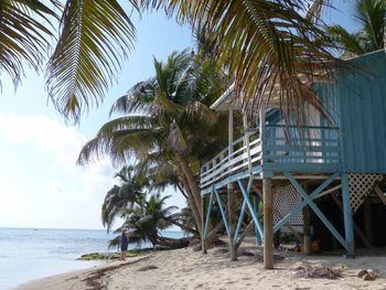 Palm trees on beach