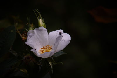 Close-up of white flowering plant