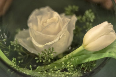 Close-up of flower in container