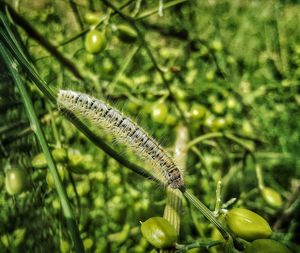 Close-up of insect on plant