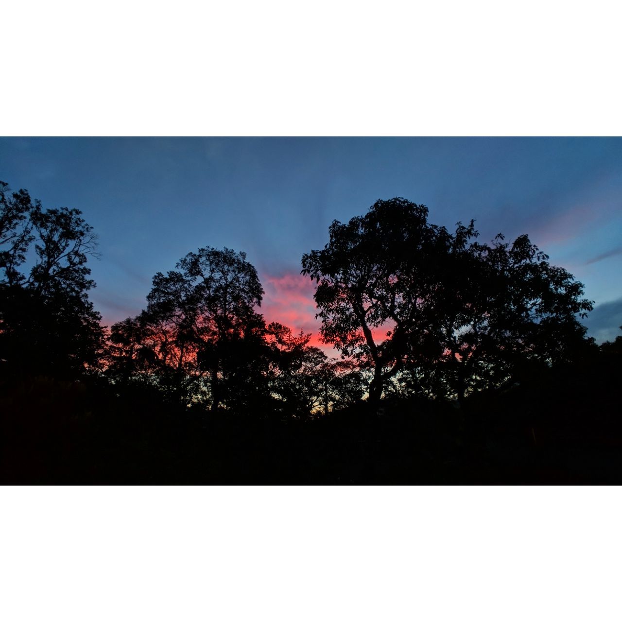 tree, nature, tranquility, beauty in nature, growth, scenics, outdoors, no people, sky, tranquil scene, silhouette, low angle view, day, clear sky