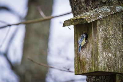 Close-up of bird perching on wooden post