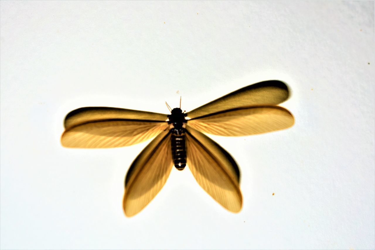 CLOSE-UP OF BUTTERFLY FLYING