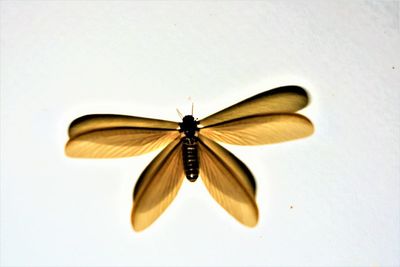 Close-up of butterfly on white background