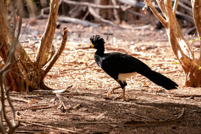 Side view of a bird on field