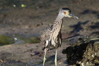Close-up of a bird