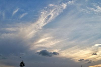 Low angle view of birds flying against sky