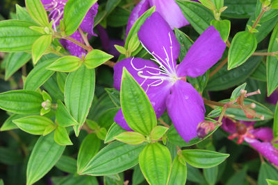 Close-up of purple flowers