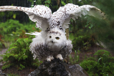 Close-up of owl