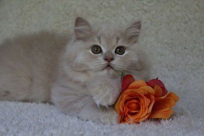 Close-up of cat on rose