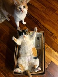 High angle view of cat lying on hardwood floor
