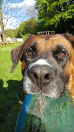 Close-up portrait of a dog