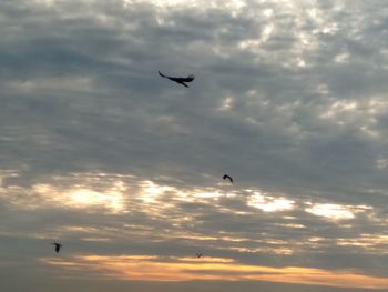 Low angle view of silhouette bird flying in sky