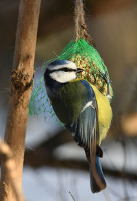 Close-up of bird perching on branch