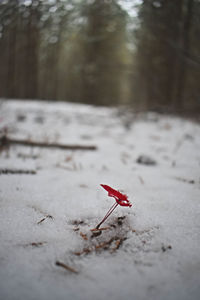 High angle view of red maple leaf on snow