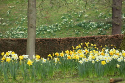 Close-up of yellow crocus flowers blooming outdoors