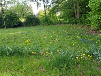 Scenic view of grassy field and trees in forest