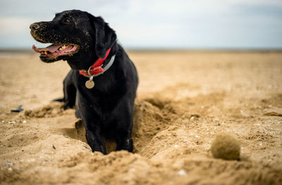 Close-up of black dog on beach