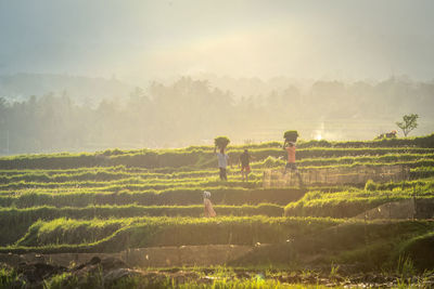 Scenic view of agricultural field against sky