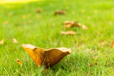 Close-up of mushroom on field