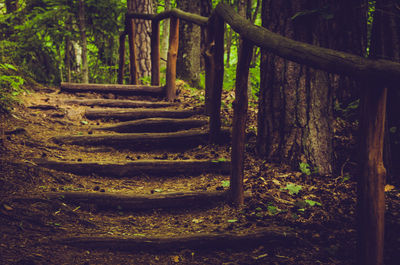 Trees growing in forest