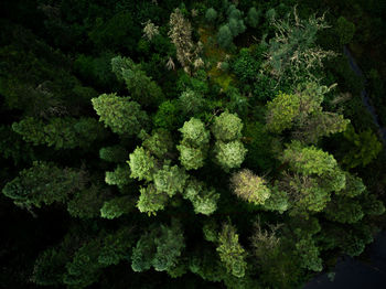 High angle view of plant growing on tree