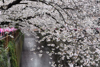 Cherry blossoms in spring