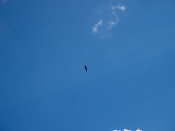 Low angle view of bird flying in sky