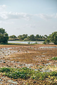 Scenic view of agricultural field against sky