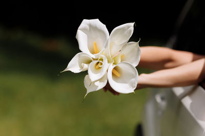 Close-up of hand holding white flower