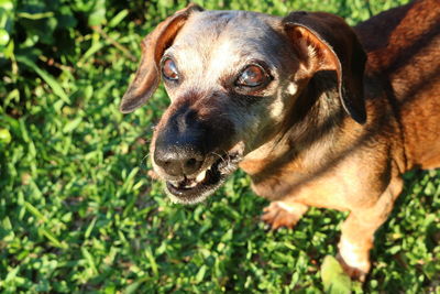 Close-up of brown dog looking away on field during sunny day