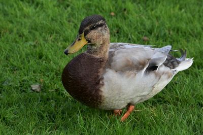 Close-up of a duck on field