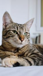 Close-up portrait of cat sitting