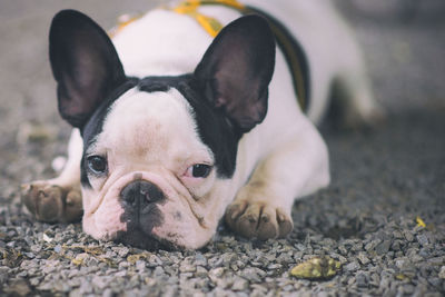 Portrait of dog lying down outdoors