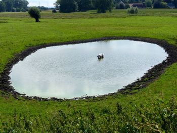 Swan swimming in lake