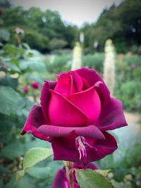 Close-up of pink rose