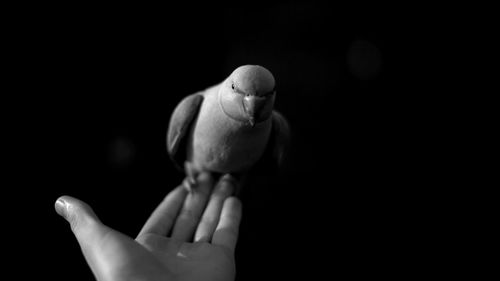 Close-up of hand with parrot over black background