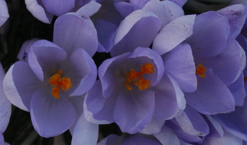 Close-up of purple crocus