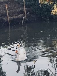 High angle view of white duck swimming in lake