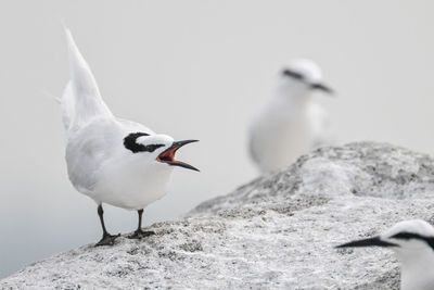 Close-up of seagull 