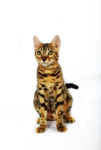 Portrait of kitten sitting against white background