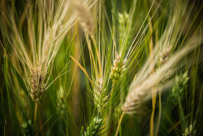 Close-up of wheat crops on field