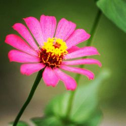 Close-up of butterfly on pink flower