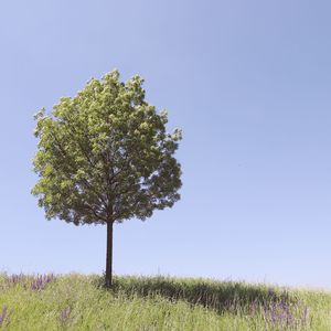 Tree on field against clear sky