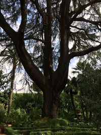 Trees in forest