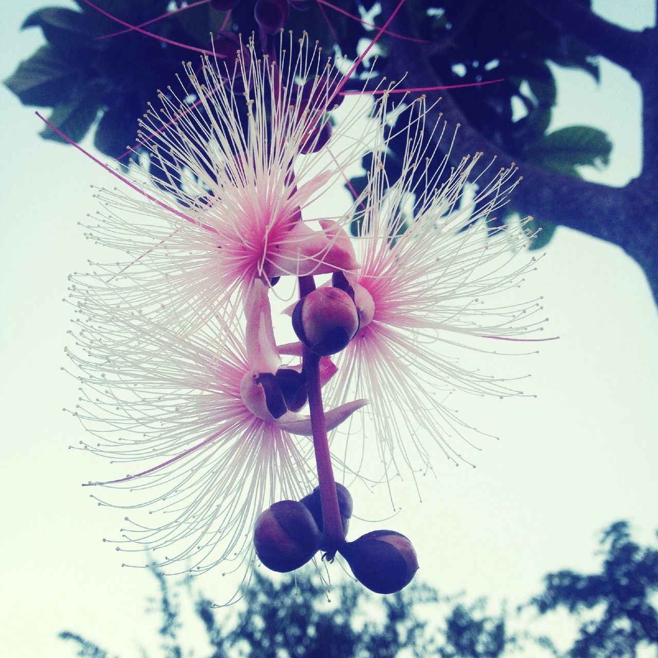 flower, freshness, fragility, low angle view, flower head, petal, growth, close-up, beauty in nature, single flower, stamen, pollen, nature, pink color, outdoors, purple, blooming, in bloom, day, no people