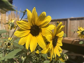 Close-up of yellow sunflower against sky