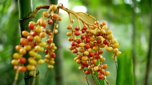 Close-up of berries growing on tree