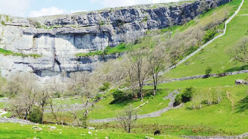 Scenic view of grassy field